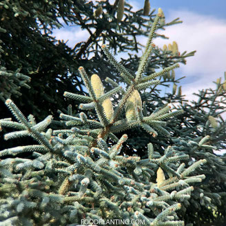 kerstbomen binnen