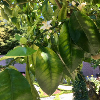 citrusboom bladverkleuring