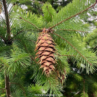 kerstbomen binnen