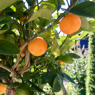 calamondin