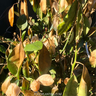 citrusboom vorstschade