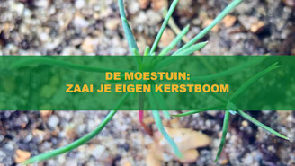 zaai je eigen kerstboom