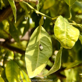 citrusboom schildluis