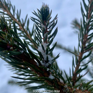 kerstboom verzorgen