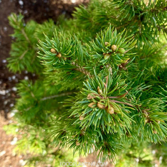 kerstboom verzorgen