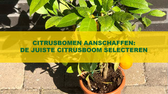 citrusbomen aanschaffen de juiste citrusoom selecteren