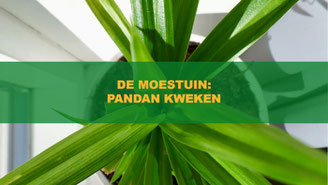 pandan kweken