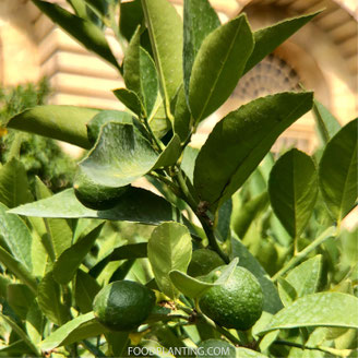 citrusboom water geven