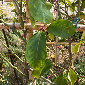 citrusboom bladverkleuring