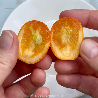 kumquat zaaien