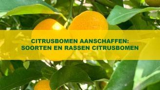 citrusbomen aanschaffen soorten en rassen citrusbomen