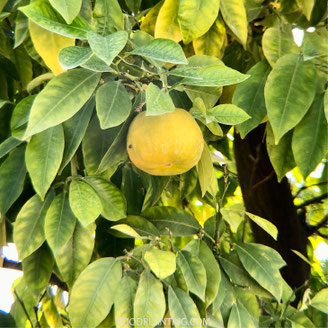 citrusboom bladverkleuring