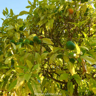 citrusboom stikstof tekort