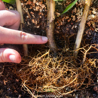 citrusboom verpotten potgrond