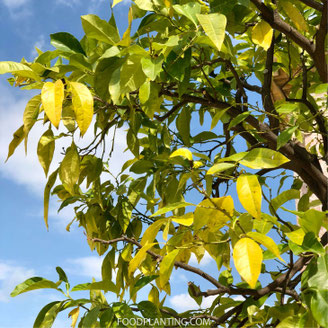 citrusboom stikstof tekort