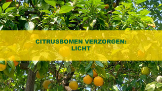 citrusbomen licht