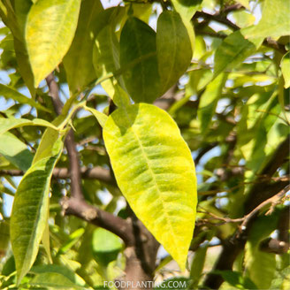 citrusboom stikstof tekort