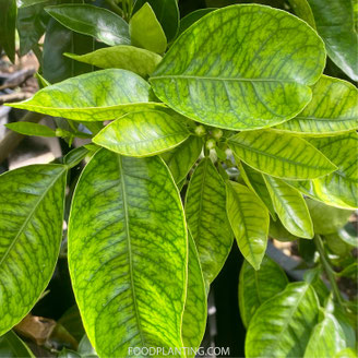 citrusboom bladverkleuring