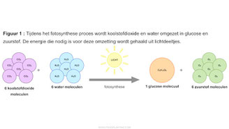 fotosynthese reactie