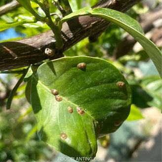 citrusboom schildluis