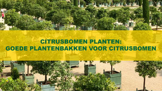 citrusbomen planten goede plantenbakken voor citrusbomen