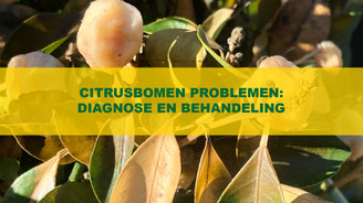 citrusbomen problemen diagnose en behandeling