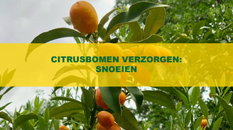 citrusbomen snoeien