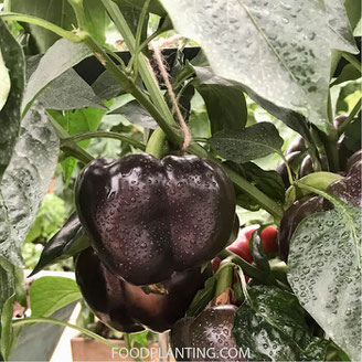 paprika peper binnen kweken