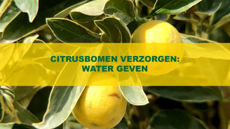 citrusboom water geven