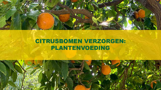 citrusboom plantenvoeding