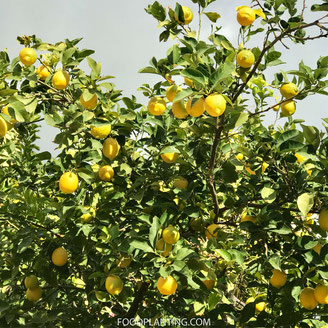 citrus plantenvoeding citroen