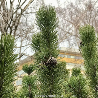 kerstboom zaaien