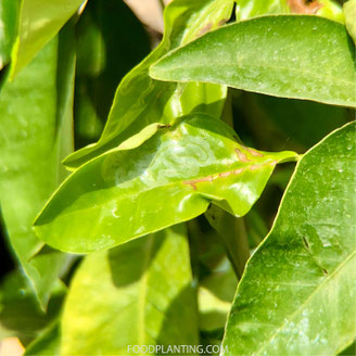 citrus bladmineerder