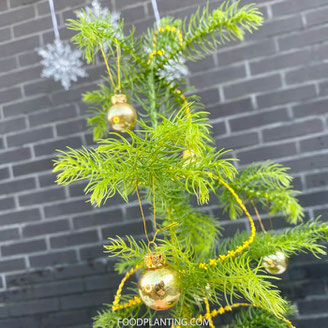 kerstbomen binnen