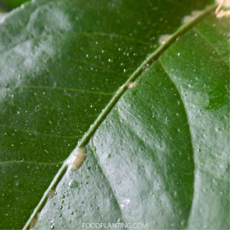 groene koffie schildluis