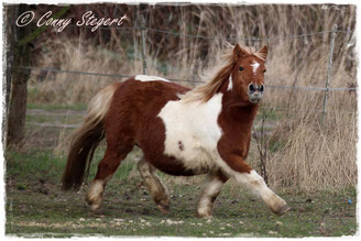 StPrSt Pr** LSt Mimi