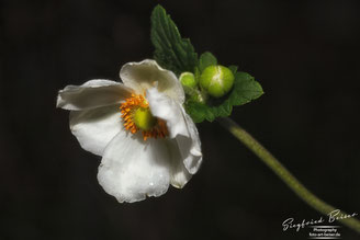 Blüte einer Herbstanemone mit einer Knospe vor schwarzem Hintergrund