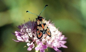 Z. elodia kalypso (Rif occidental)