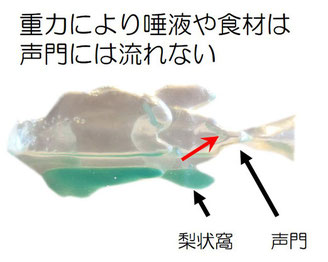 完全側臥位での食材と唾液の貯まる場所