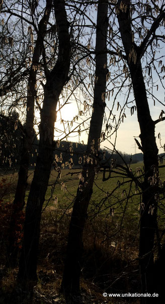 Sonne durch Bäume