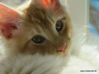 Maine-Coon-Kater, red smoke, 18 Wochen alt