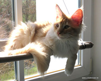 Maine Coon-Kater, red smoke, 18 Wochen alt