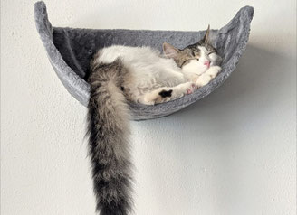 Morty ein Maincoonmix beim schlafen
