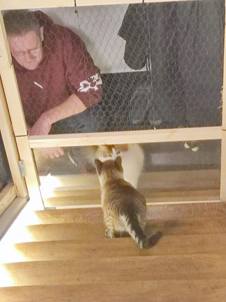 Zaun mit Tür um Katzen zusammenzuführen