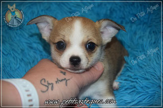 Chiot chihuahua marron LOF