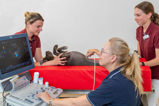 Ultraschall beim Hund
