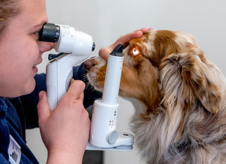 Augenuntersuchung Hund mit Spaltlampe