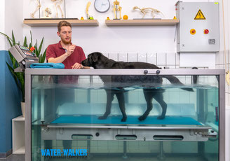 Hund im Unterwasserlaufband mit Tierphysiotherapeut