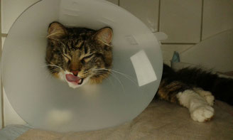 Katze mit Halskragen Betreuung nach OP