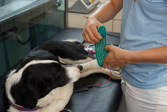 Hund Elektrotherapie Tierphysio